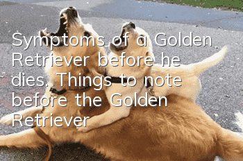 Symptoms of a Golden Retriever before he dies. Things to note before the Golden Retriever dies.