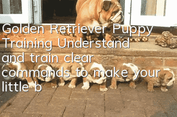 Golden Retriever Puppy Training: Understand and train clear commands to make your little baby better behaved and obedient.