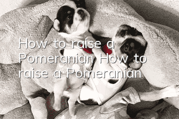 How to raise a Pomeranian How to raise a Pomeranian