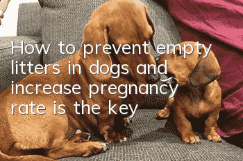 How to prevent empty litters in dogs and increase pregnancy rate is the key