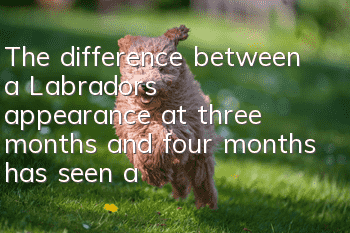 The difference between a Labrador’s appearance at three months and four months has seen a huge change