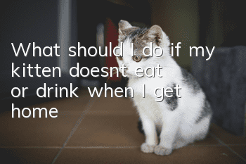 What should I do if my kitten doesn’t eat or drink when I get home?