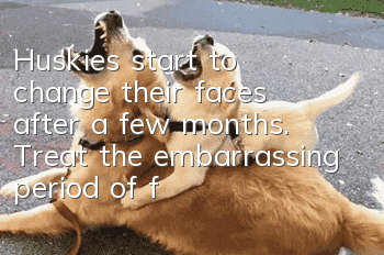 Huskies start to change their faces after a few months. Treat the embarrassing period of face changes correctly.