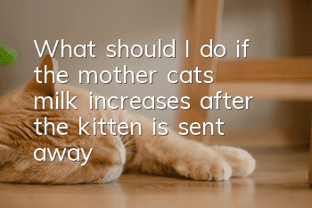 What should I do if the mother cat’s milk increases after the kitten is sent away?