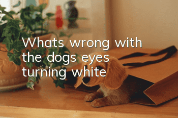 What's wrong with the dog's eyes turning white?