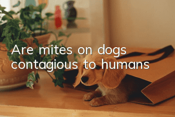 Are mites on dogs contagious to humans?