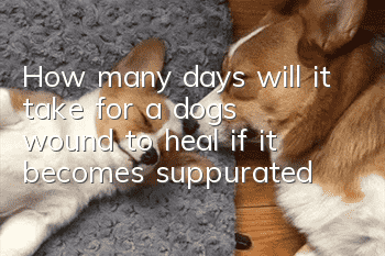 How many days will it take for a dog's wound to heal if it becomes suppurated?