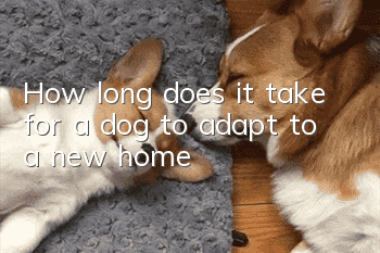 How long does it take for a dog to adapt to a new home?