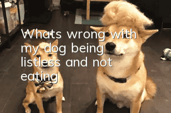 What's wrong with my dog ​​being listless and not eating?