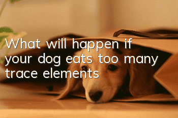 What will happen if your dog eats too many trace elements?