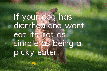 If your dog has diarrhea and won’t eat, it’s not as simple as being a picky eater.
