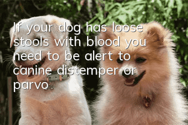 If your dog has loose stools with blood, you need to be alert to canine distemper or parvovirus