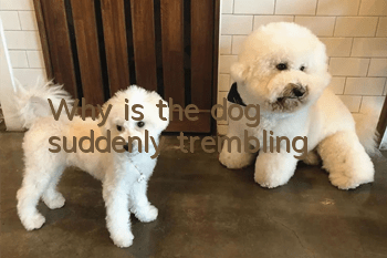 Why is the dog suddenly trembling?