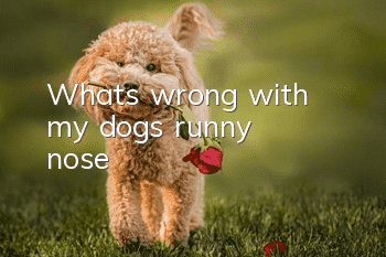 What's wrong with my dog's runny nose?