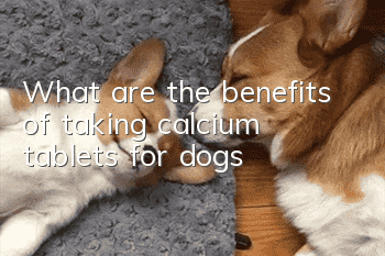 What are the benefits of taking calcium tablets for dogs?