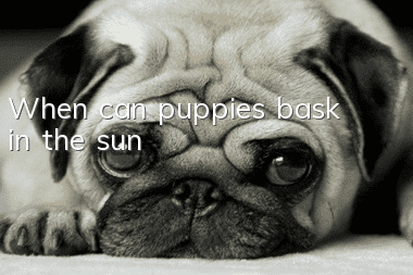 When can puppies bask in the sun?