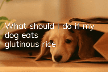 What should I do if my dog ​​eats glutinous rice?