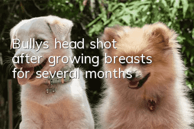 Bully's head shot after growing breasts for several months