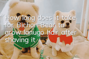 How long does it take for Bichon Bear to grow lanugo hair after shaving it?