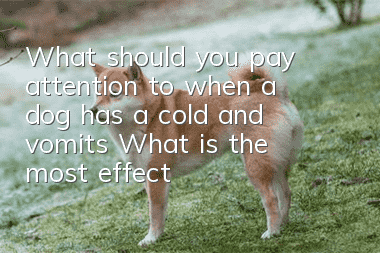 What should you pay attention to when a dog has a cold and vomits? What is the most effective way to take care of it?