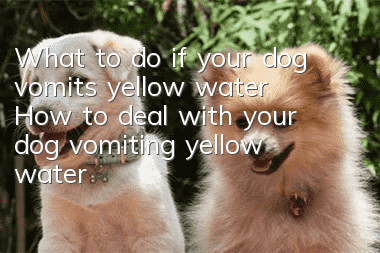 What to do if your dog vomits yellow water How to deal with your dog vomiting yellow water