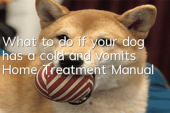 What to do if your dog has a cold and vomits Home Treatment Manual