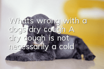 What’s wrong with a dog’s dry cough? A dry cough is not necessarily a cold