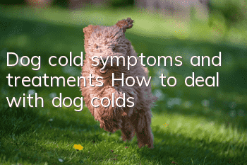 Dog cold symptoms and treatments How to deal with dog colds