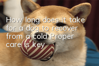 How long does it take for a dog to recover from a cold? Proper care is key