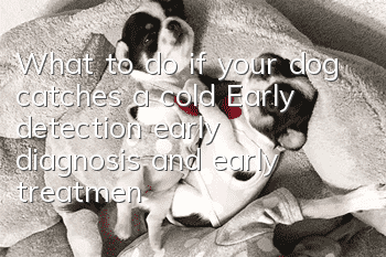 What to do if your dog catches a cold? Early detection, early diagnosis and early treatment
