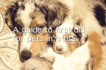 A guide to first aid for pets in a fire