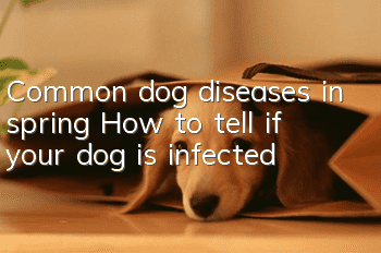 Common dog diseases in spring: How to tell if your dog is infected