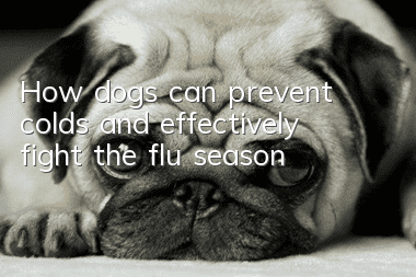 How dogs can prevent colds and effectively fight the flu season