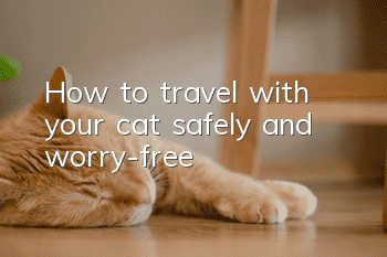 How to travel with your cat safely and worry-free?