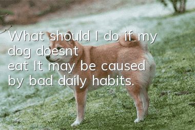 What should I do if my dog ​​doesn’t eat? It may be caused by bad daily habits.