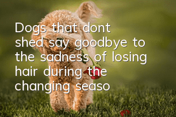 Dogs that don’t shed, say goodbye to the sadness of losing hair during the changing seasons