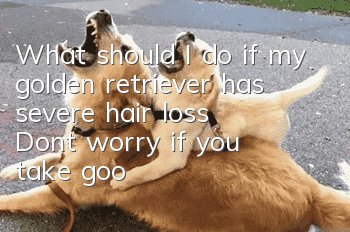 What should I do if my golden retriever has severe hair loss? Don’t worry if you take good care of it