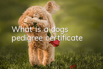 What is a dog’s pedigree certificate?