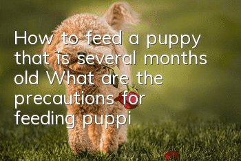 How to feed a puppy that is several months old? What are the precautions for feeding puppies?