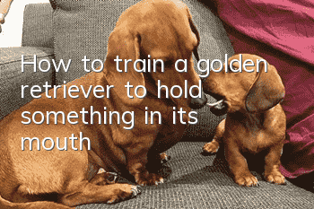 How to train a golden retriever to hold something in its mouth?