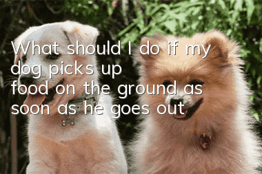 What should I do if my dog ​​picks up food on the ground as soon as he goes out?
