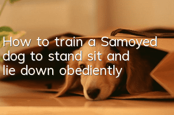 How to train a Samoyed dog to stand, sit and lie down obediently
