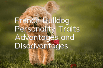 French Bulldog Personality Traits, Advantages and Disadvantages