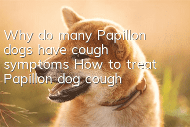 Why do many Papillon dogs have cough symptoms? How to treat Papillon dog cough?