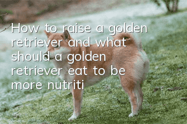 How to raise a golden retriever, and what should a golden retriever eat to be more nutritious?