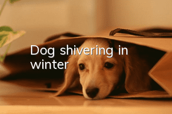 Dog shivering in winter