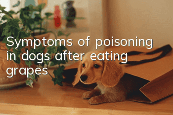 Symptoms of poisoning in dogs after eating grapes