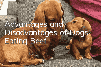 Advantages and Disadvantages of Dogs Eating Beef