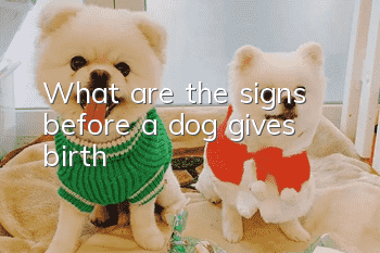 What are the signs before a dog gives birth?