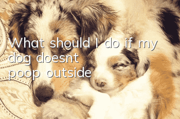 What should I do if my dog doesn’t poop outside?